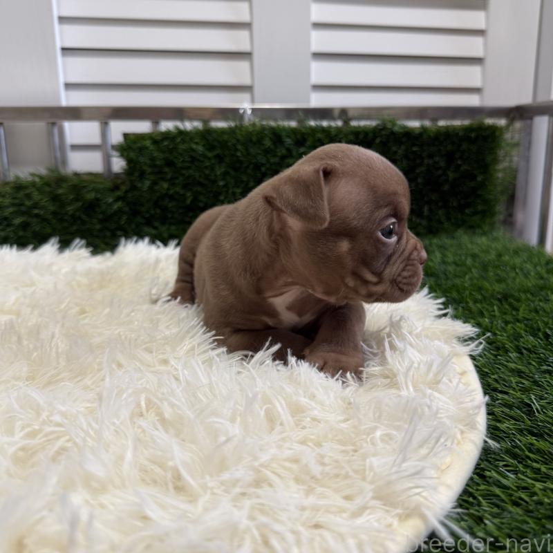 販売中の茨城県のエキゾチックブリー-410325の2枚目