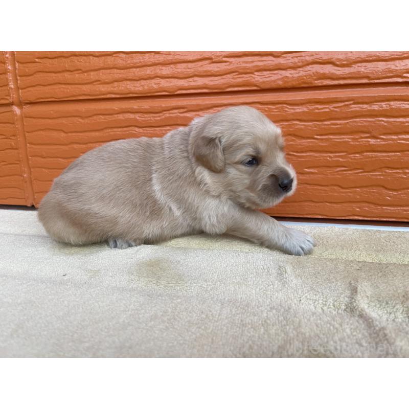 販売中の茨城県のゴールデンレトリーバー-410333の3枚目