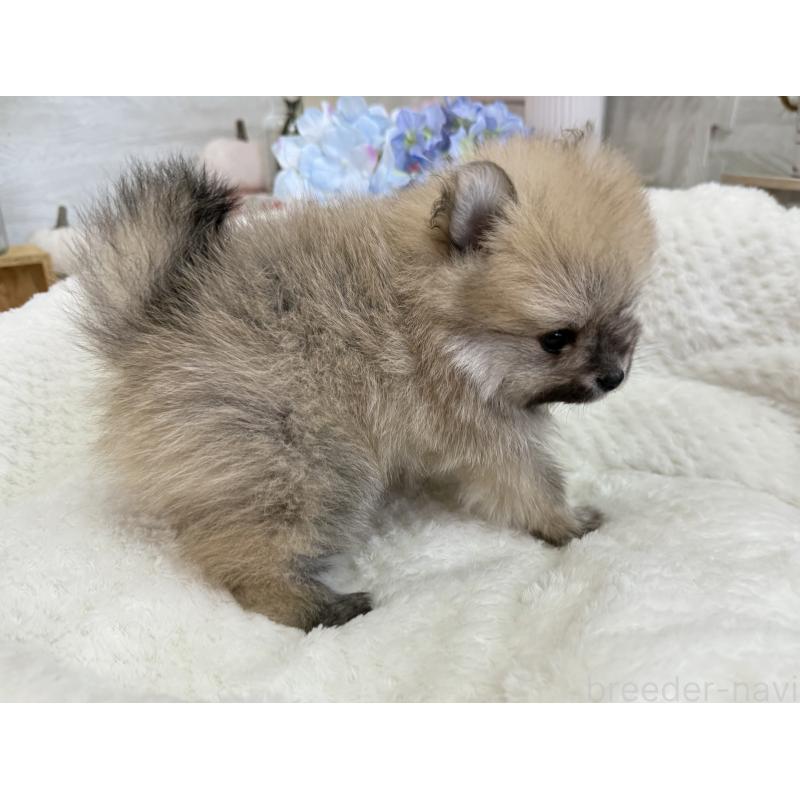 販売中の京都府のポメラニアン-410337の6枚目