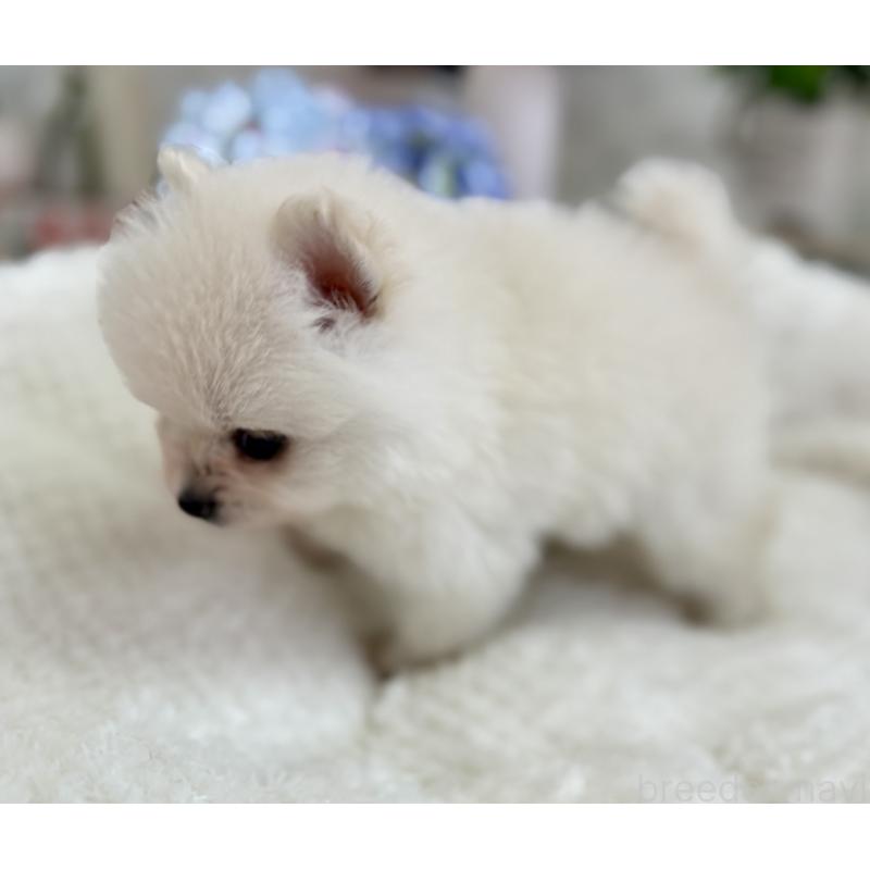 販売中の京都府のポメラニアン-410339の3枚目