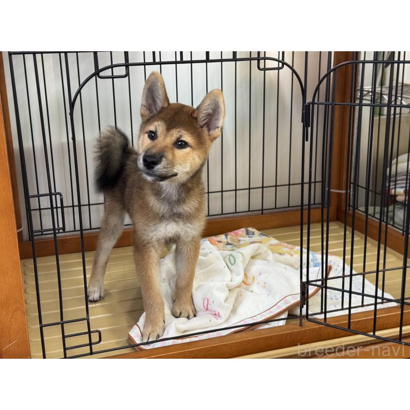 販売中の岡山県の柴犬-410344の1枚目
