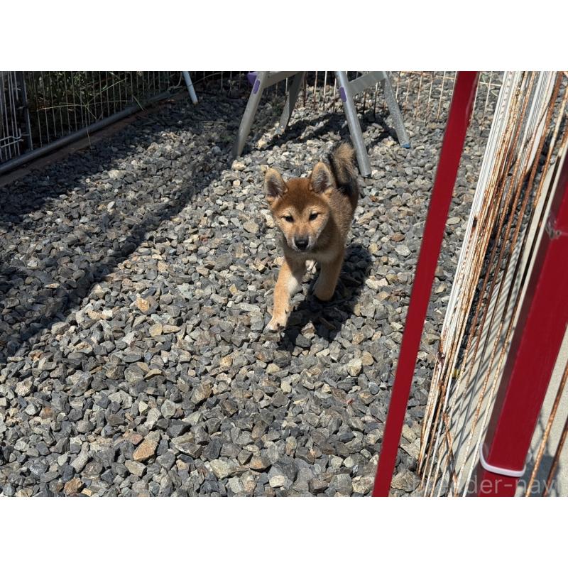販売中の岡山県の柴犬-410344の5枚目