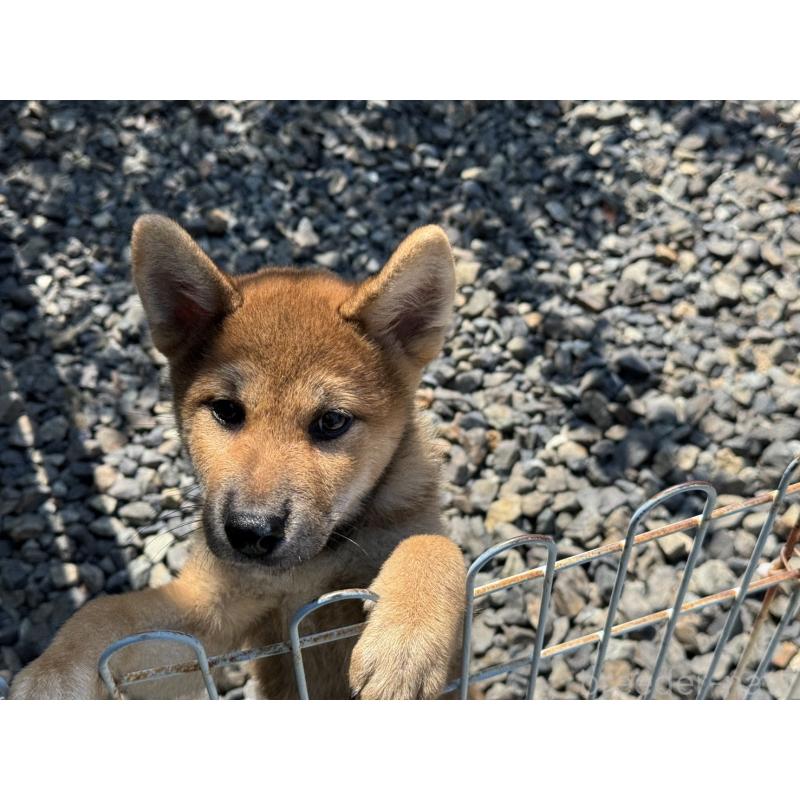 販売中の岡山県の柴犬-410344の4枚目