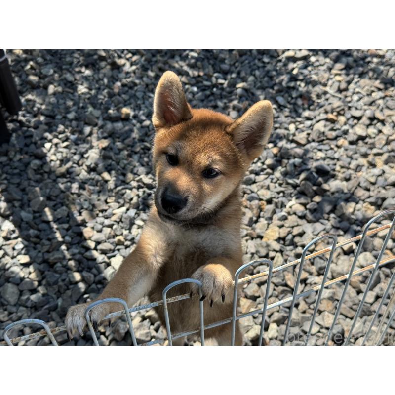 販売中の岡山県の柴犬-410344の3枚目