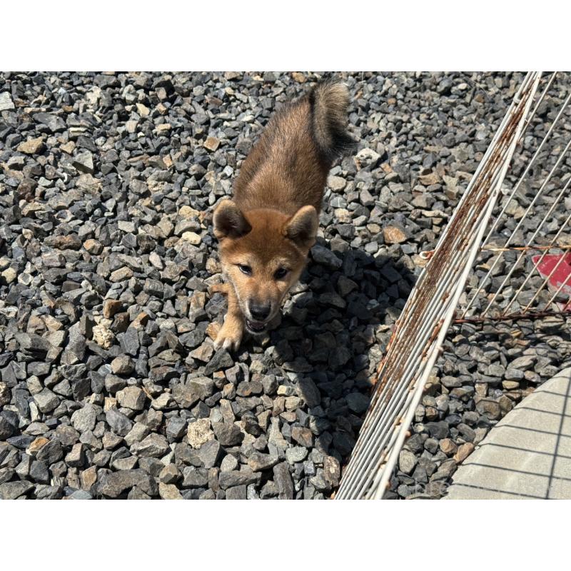 販売中の岡山県の柴犬-410344の2枚目