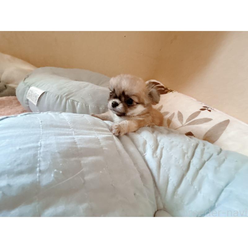 成約済の香川県のチワワ(ロングコート)-405892の2枚目