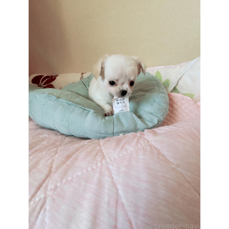 成約済の香川県のチワワ(ロングコート)-405895の2枚目