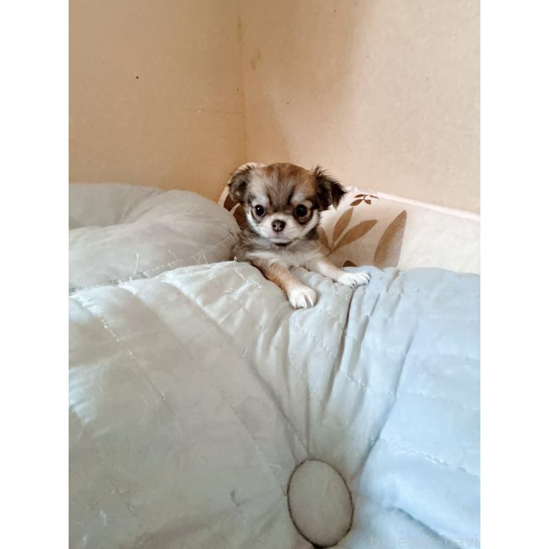 成約済の香川県のチワワ(ロングコート)-405900の2枚目