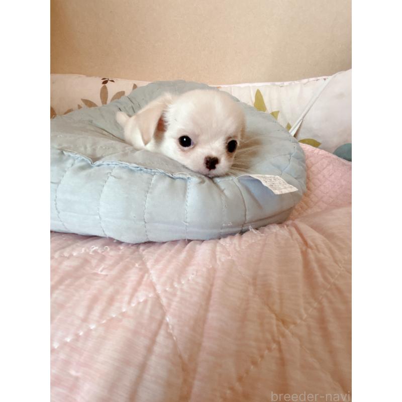 成約済の香川県のチワワ(ロングコート)-405896の2枚目