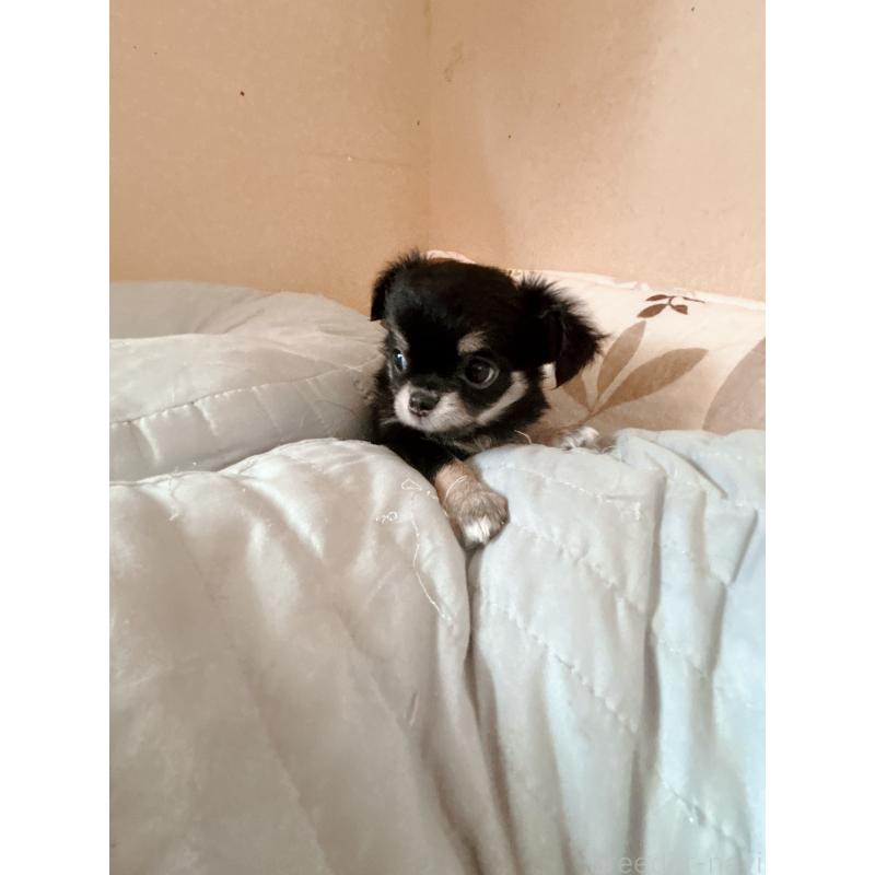 成約済の香川県のチワワ(ロングコート)-405899の2枚目