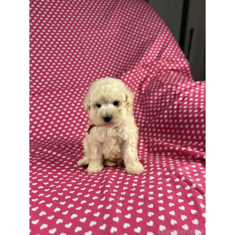 販売中の北海道のミックス犬-410356の1枚目
