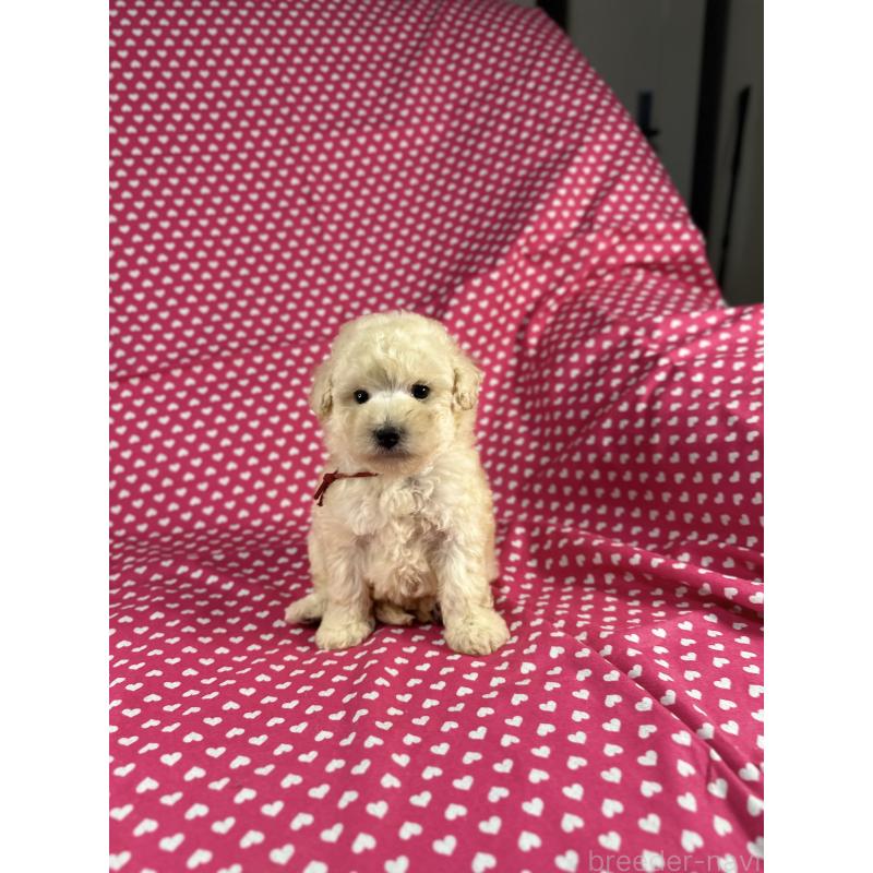 販売中の北海道のミックス犬-410356の4枚目