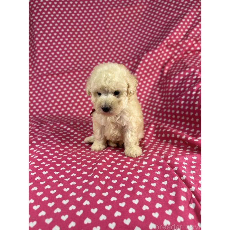 販売中の北海道のミックス犬-410356の3枚目