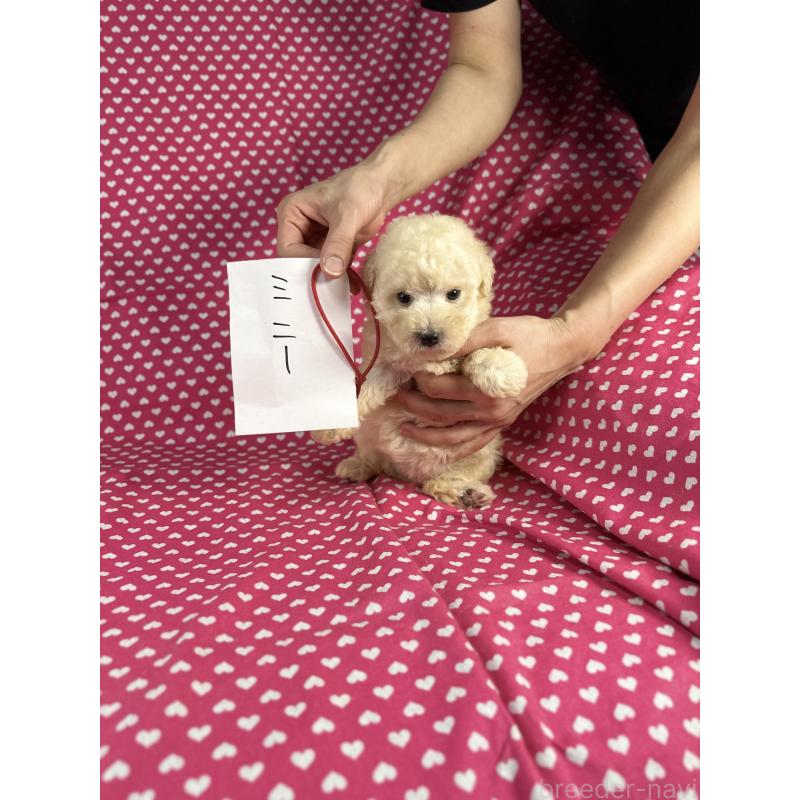 販売中の北海道のミックス犬-410356の2枚目