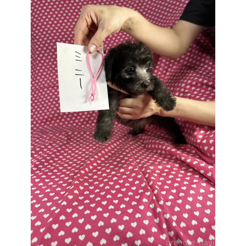 販売中の北海道のミックス犬-410357の4枚目