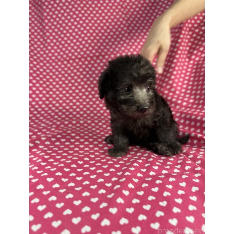 販売中の北海道のミックス犬-410357の3枚目