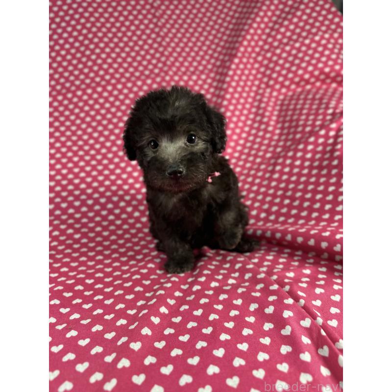販売中の北海道のミックス犬-410357の2枚目