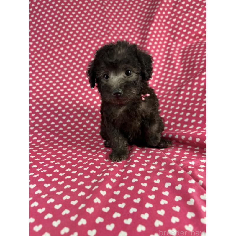 販売中の北海道のミックス犬-410357の1枚目
