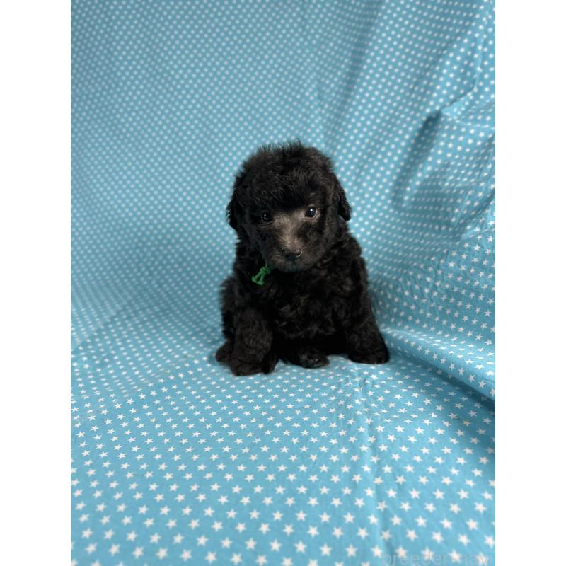 販売中の北海道のミックス犬-410359の1枚目