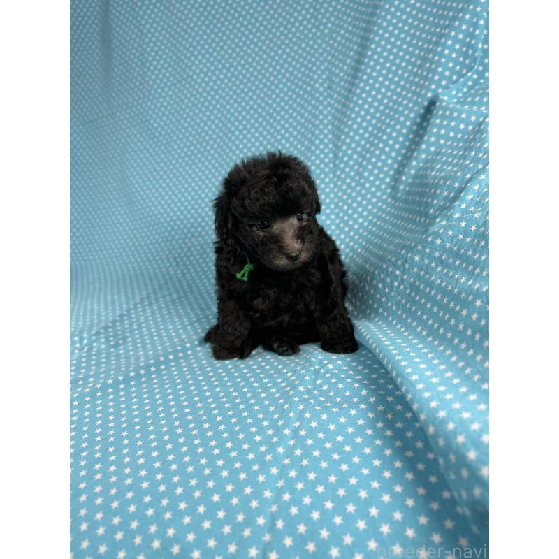 販売中の北海道のミックス犬-410359の4枚目