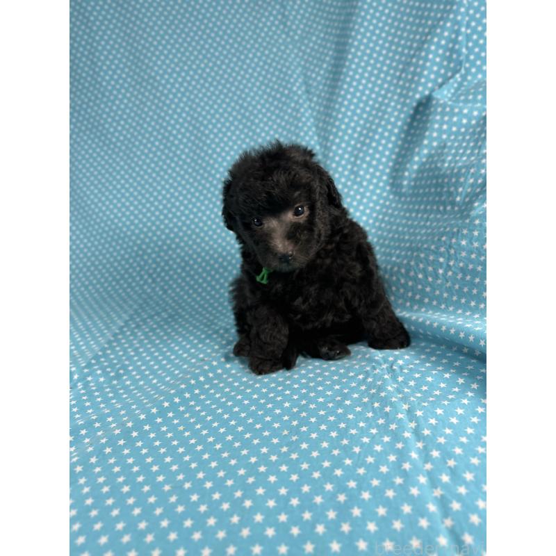 販売中の北海道のミックス犬-410359の3枚目