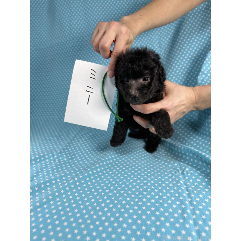 販売中の北海道のミックス犬-410359の2枚目
