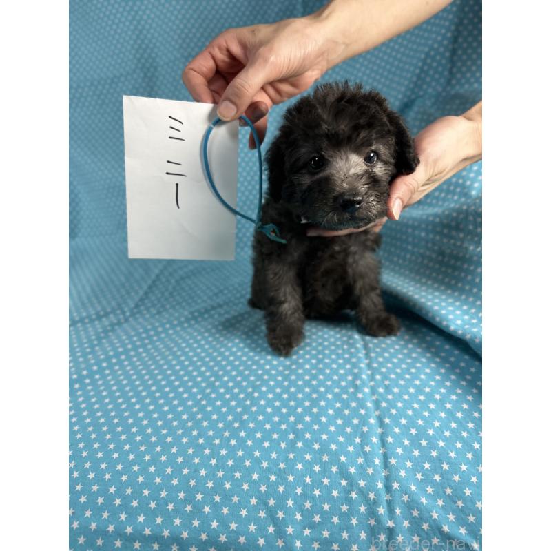 販売中の北海道のミックス犬-410361の4枚目