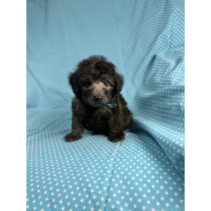 販売中の北海道のミックス犬-410361の3枚目
