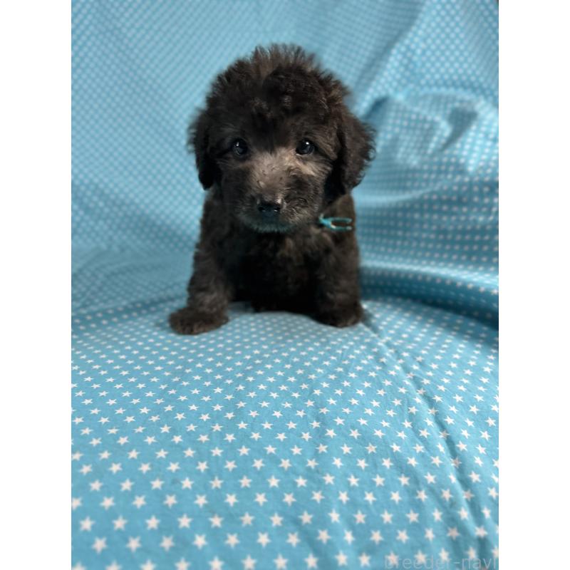 販売中の北海道のミックス犬-410361