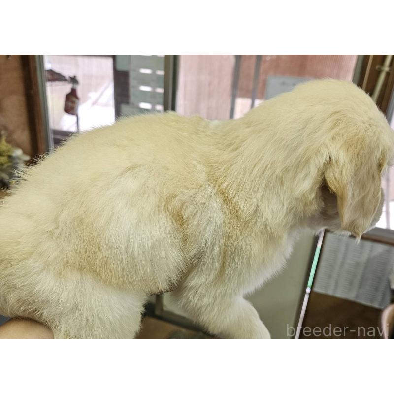 販売中の福島県のゴールデンレトリーバー-410363の5枚目