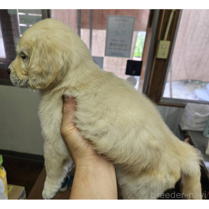 販売中の福島県のゴールデンレトリーバー-410363の4枚目