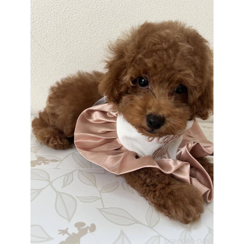 販売中の埼玉県のミックス犬-410406の14枚目