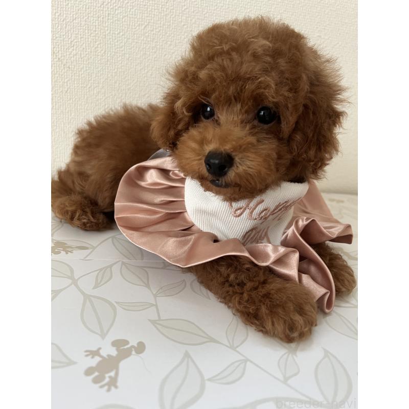 販売中の埼玉県のミックス犬-410406の13枚目