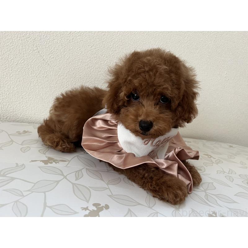 販売中の埼玉県のミックス犬-410406の11枚目