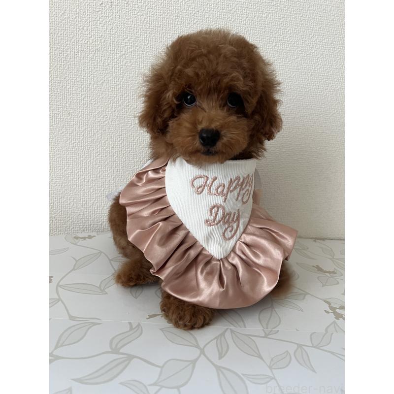 販売中の埼玉県のミックス犬-410406の9枚目