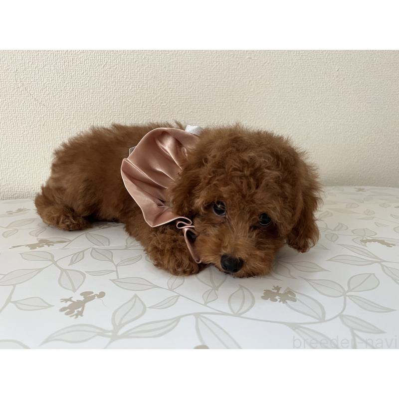 販売中の埼玉県のミックス犬-410406の8枚目