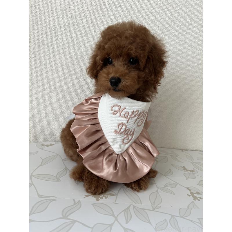 販売中の埼玉県のミックス犬-410406の7枚目
