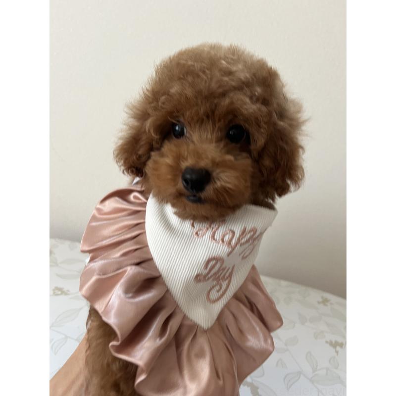 販売中の埼玉県のミックス犬-410406の5枚目