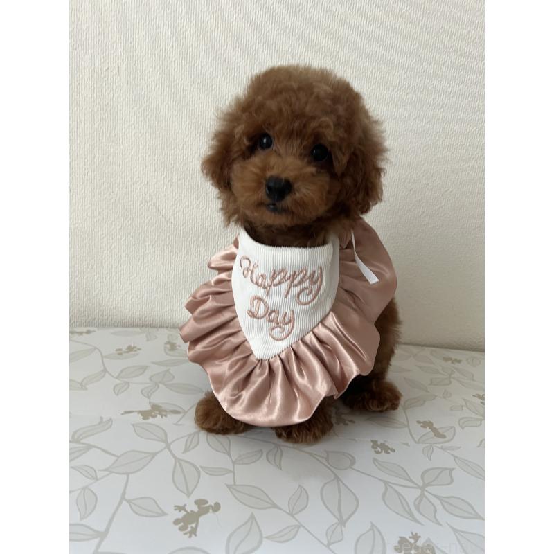 販売中の埼玉県のミックス犬-410406の4枚目