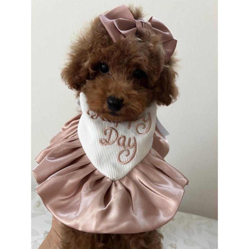 販売中の埼玉県のミックス犬-410406の3枚目