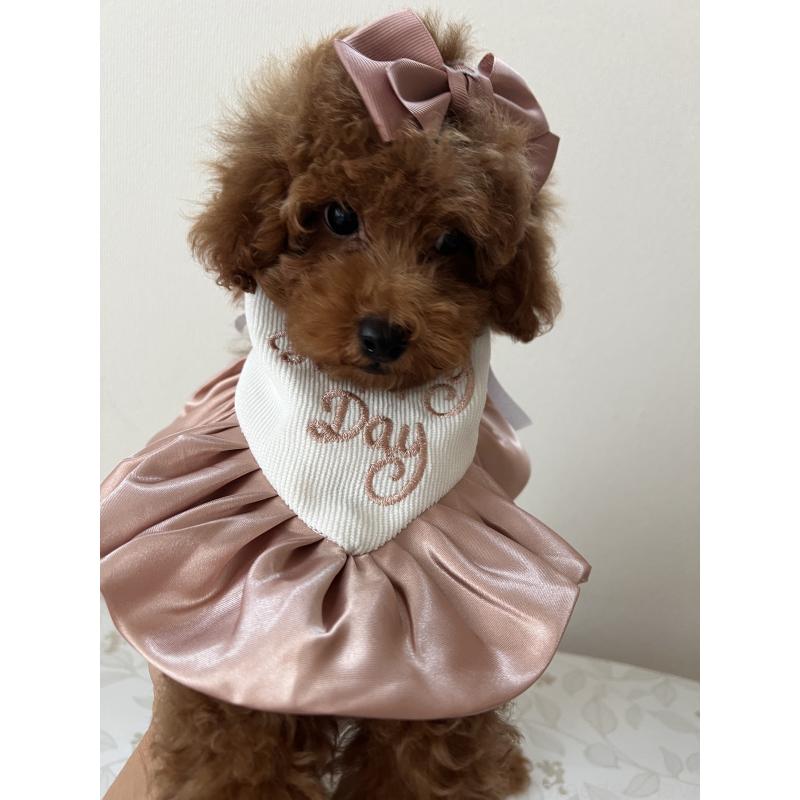 販売中の埼玉県のミックス犬-410406の2枚目