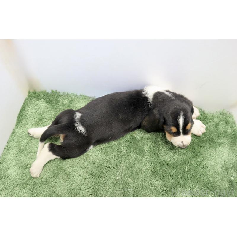 販売中の群馬県のバセットハウンド-410405の2枚目