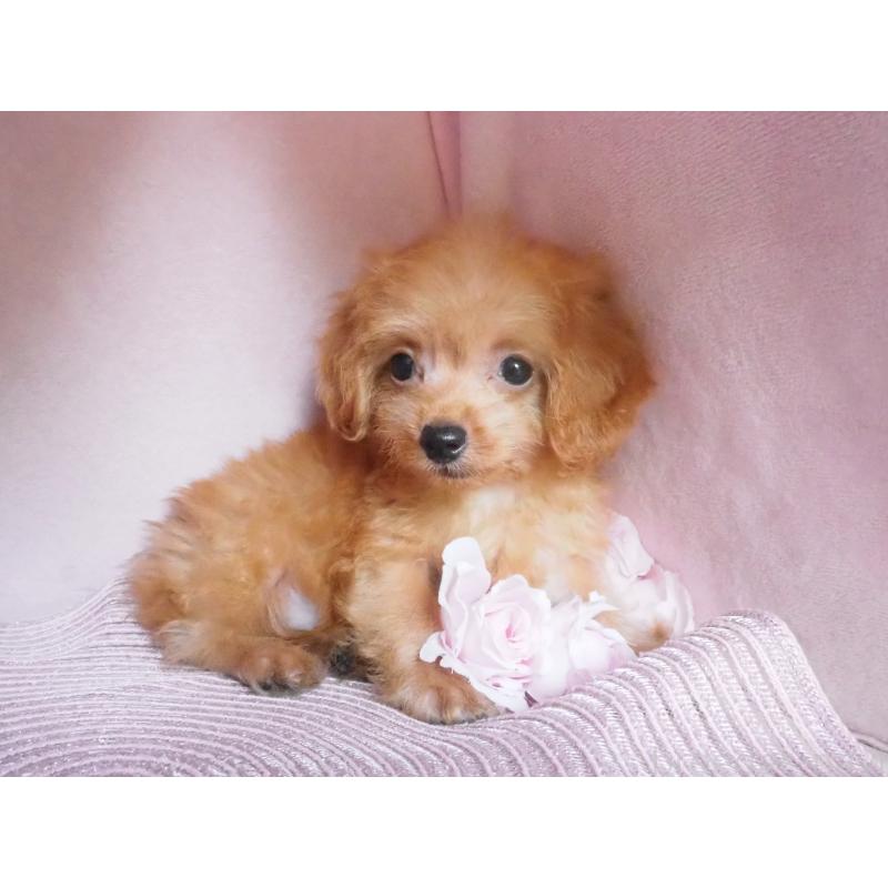 販売中の岡山県のミックス犬-410415の3枚目