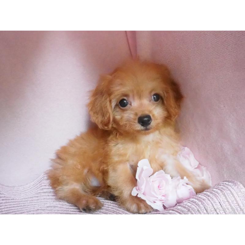 販売中の岡山県のミックス犬-410415の2枚目