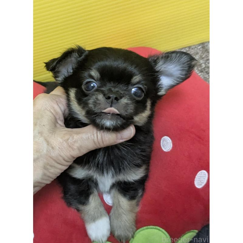 販売中の福井県のチワワ(ロングコート)-410416の5枚目