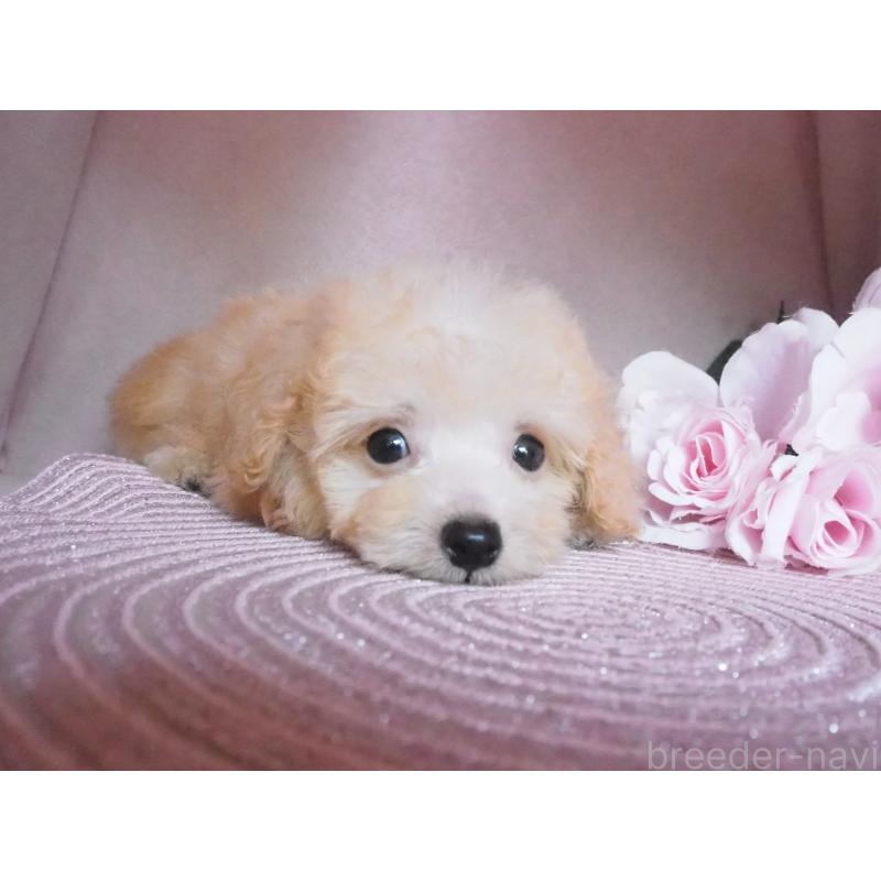 販売中の岡山県のミックス犬-410418の3枚目