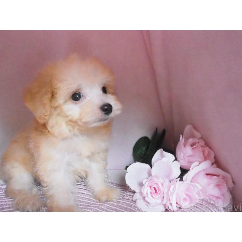 販売中の岡山県のミックス犬-410418の2枚目