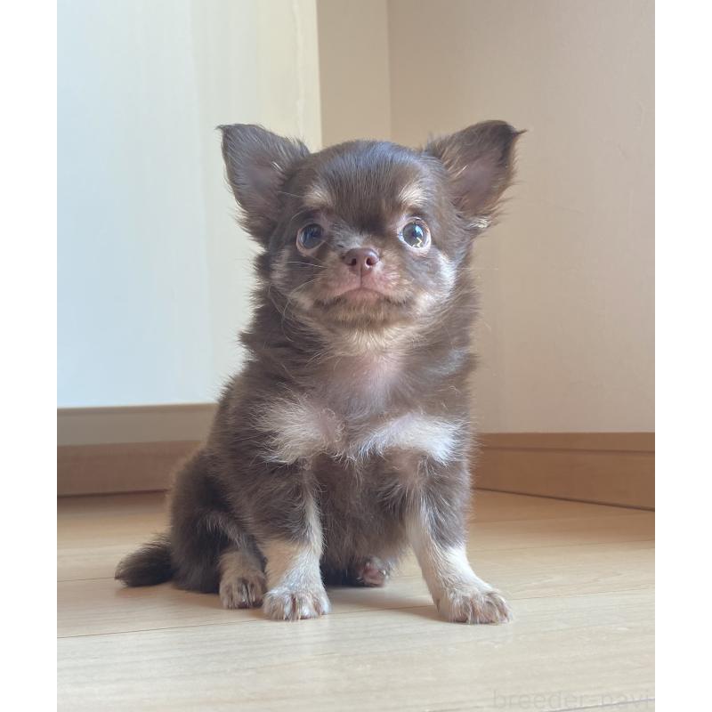 成約済の静岡県のチワワ(ロングコート)-408215の2枚目
