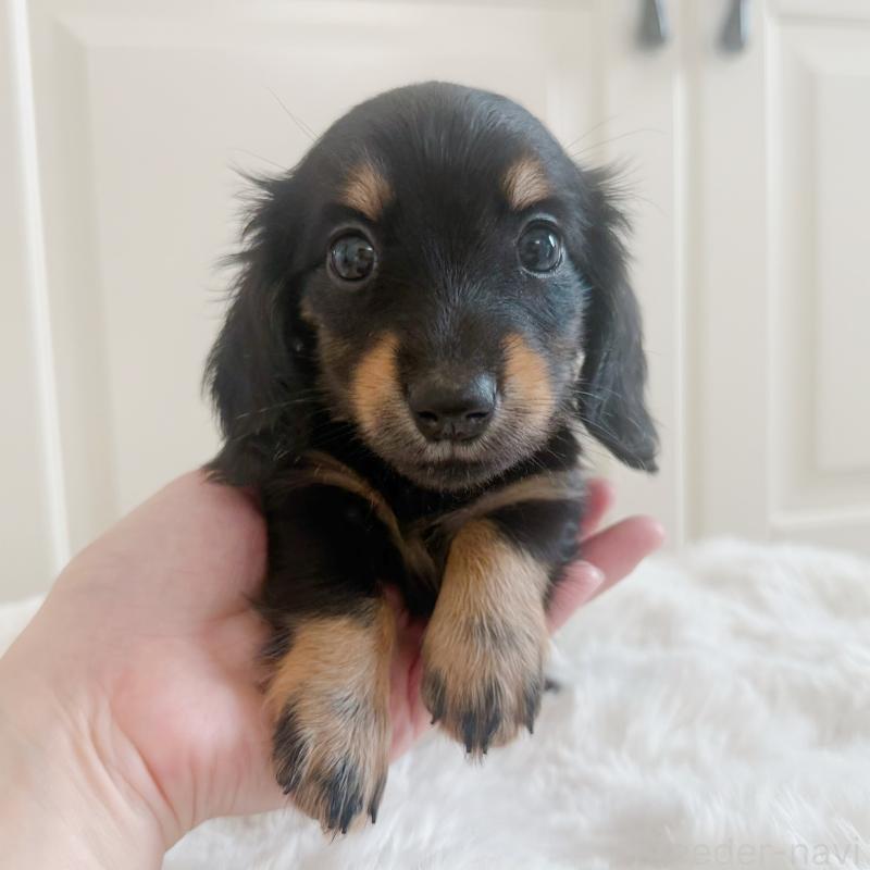 成約済の埼玉県のカニンヘンダックスフンド(ロングヘアード)-407144の3枚目