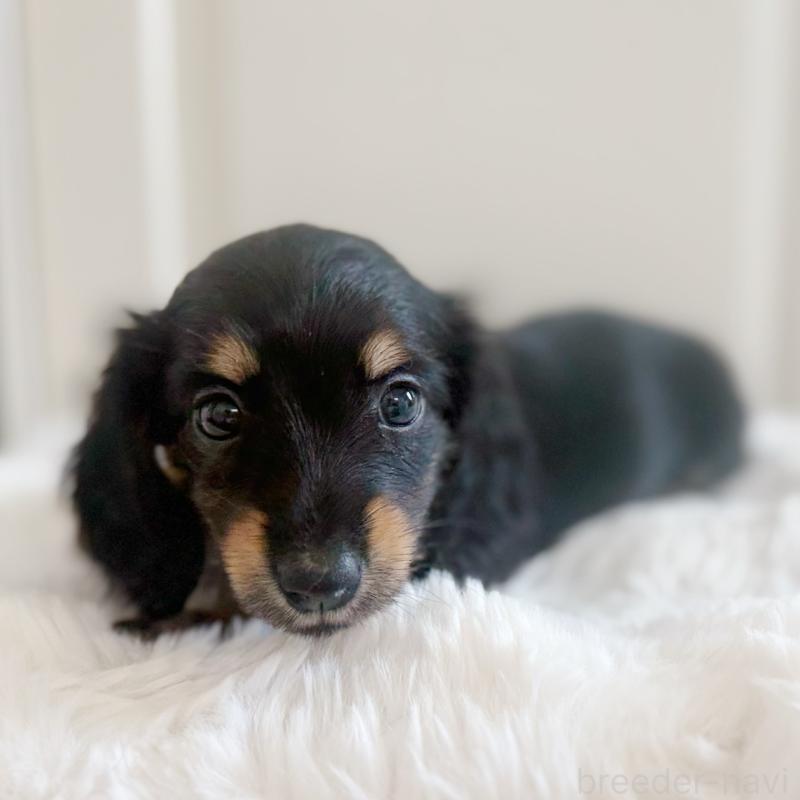 成約済の埼玉県のカニンヘンダックスフンド(ロングヘアード)-407144の2枚目